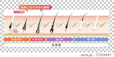 Cross section of the skin 20 front 72584847