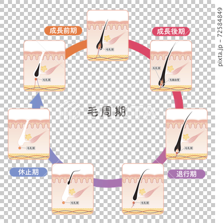 Cross section of the skin 18 front Cross section of the skin 18 front 72584849