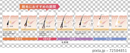 Cross section of the skin 17 front 72584851