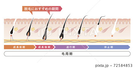 Cross section of the skin 16 front Cross section of the skin 16 front 72584853
