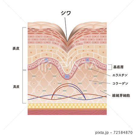 Cross section of the skin 8 front 72584870