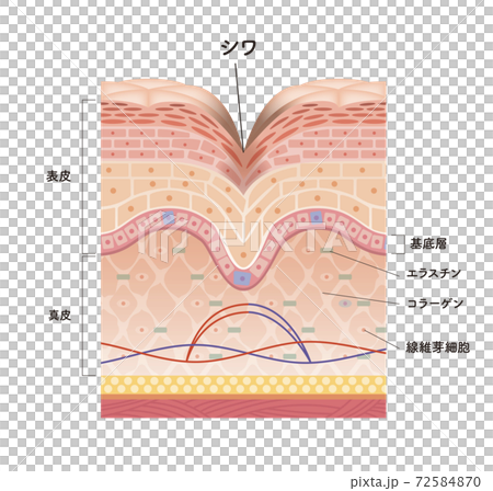 Cross section of the skin 8 front 72584870