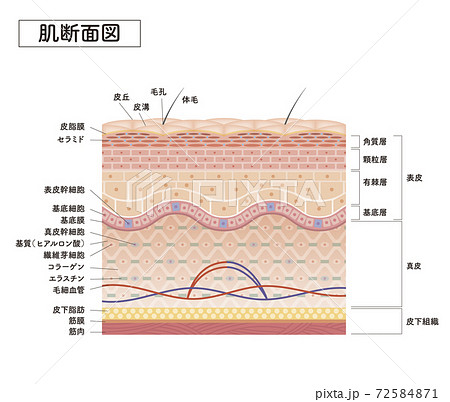 Cross section of the skin 7 front 72584871