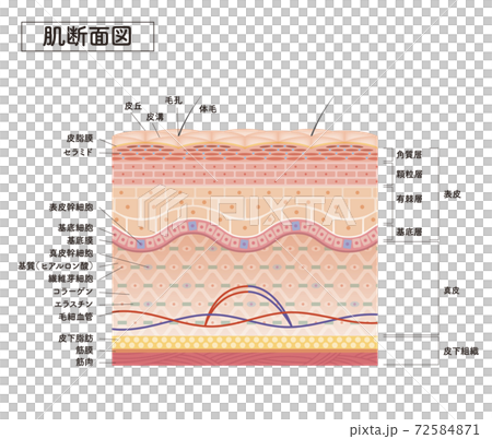 skin, skinned, vector 72584871