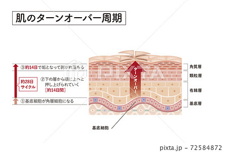Cross section of the skin 6 front 72584872