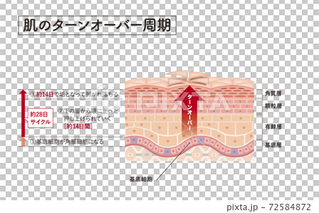 skin, skinned, cross-section diagram 72584872