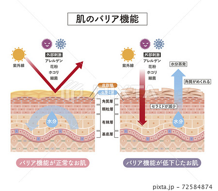Cross section of the skin 5 front 72584874