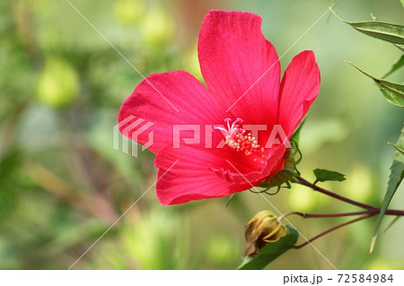 赤い芙蓉 赤い芙蓉 72584984