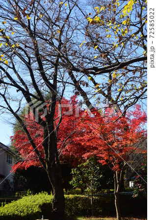 都立陵南公園 紅葉 八王子市 都立陵南公園 紅葉 八王子市 72585022