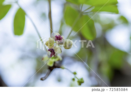 アケビの花の写真素材