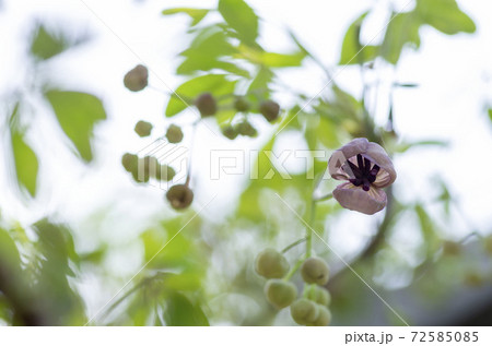アケビの花 アケビの花 72585085