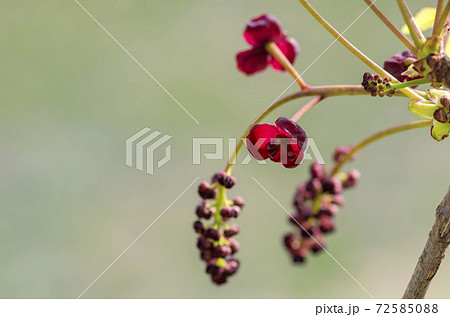 アケビの花 アケビの花 72585088