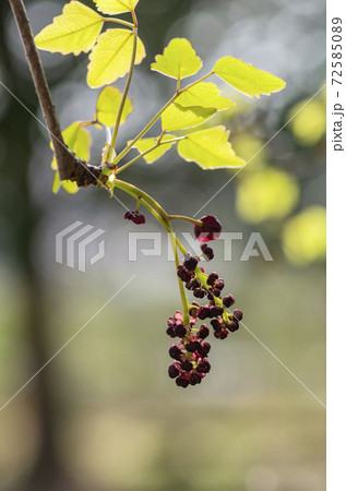 アケビの花 アケビの花 72585089