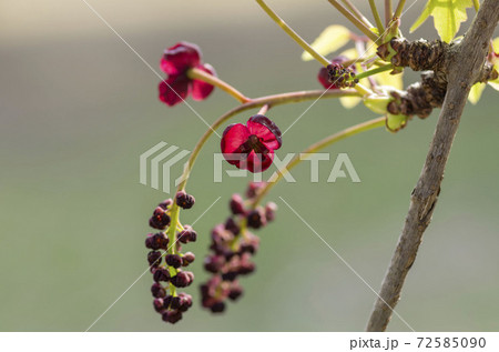 アケビの花 72585090