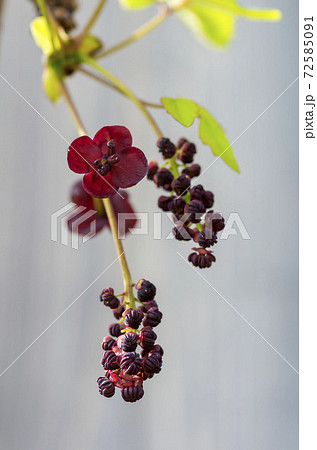 アケビの花 72585091