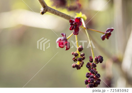 アケビの花 アケビの花 72585092