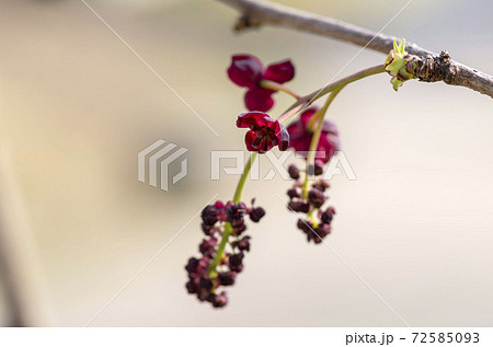 アケビの花 アケビの花 72585093