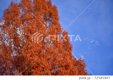 メタセコイアの紅葉 メタセコイアの紅葉 72585907