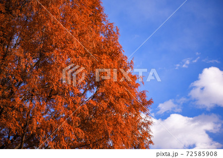 メタセコイアの紅葉 メタセコイアの紅葉 72585908