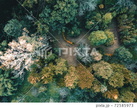 The sunrise and the fog in the forest The sunrise and the fog in the forest 72585973