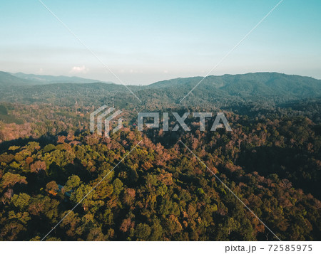 The sunrise and the fog in the forest The sunrise and the fog in the forest 72585975