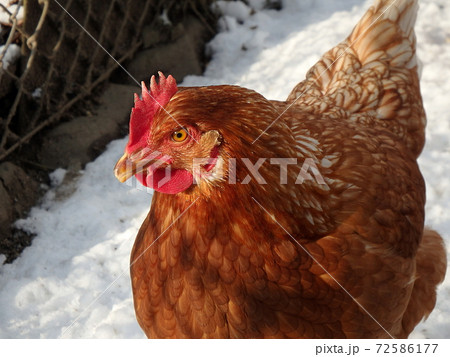 Brown chicken, hen 72586177