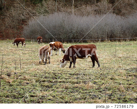 Cow grazing in the early winter Cow grazing in the early winter 72586179