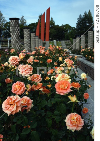 秋の荒牧バラ公園 72586708