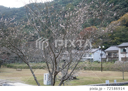 岩国城城下町吉香公園 冬桜 72586914
