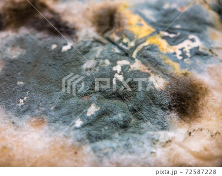 Stone covered with various mildew Stone covered with various mildew 72587228