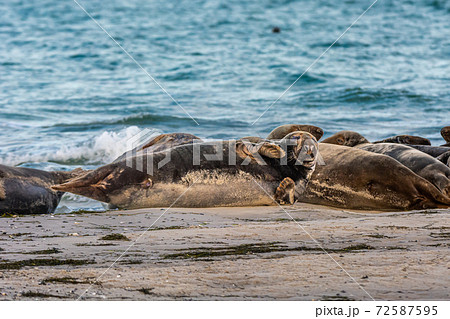 A harbor seal colony resting on a sandbank near the ocean. Picture from Falsterbo in Scania, Sweden 72587595