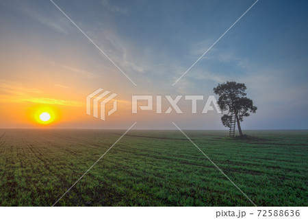 Lonely tree on the field in the morning, mist. 72588636