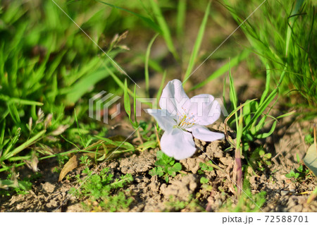 草原に落ちた桜の花 72588701