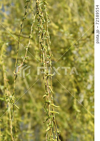 Golden Weeping Willow 72589554