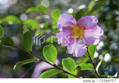 サザンカ 72589757