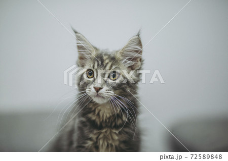 猫メインクーン 猫メインクーン 72589848