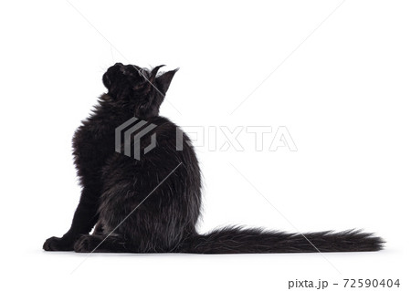 Black cat on white background 72590404