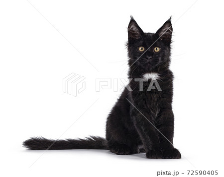 Black cat on white background Black cat on white background 72590405