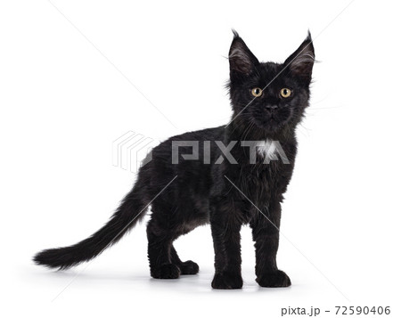 Black cat on white background Black cat on white background 72590406