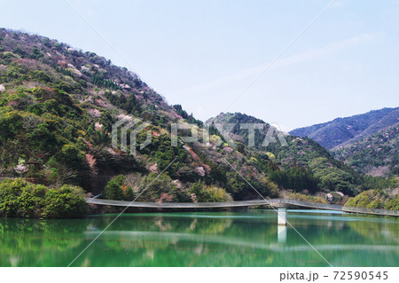 香下ダムの吊り橋 72590545