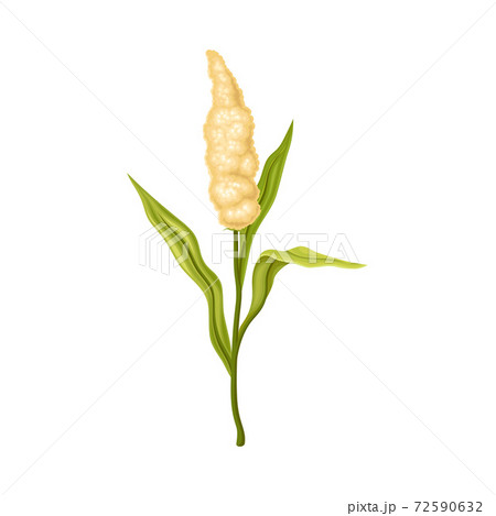 Wildflower Specie or Herbaceous Flowering Plant on Green Stalk Vector Illustration Wildflower Specie or Herbaceous Flowering Plant on Green Stalk Vector Illustration 72590632