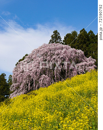 合戦場のしだれ桜 合戦場のしだれ桜 72590792