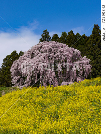 合戦場のしだれ桜 合戦場のしだれ桜 72590842