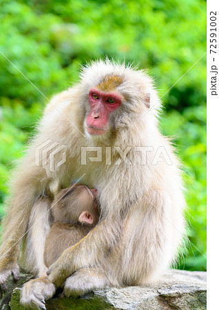 Portrait of Baby Japanese snow monkey in mother stomach 72591002
