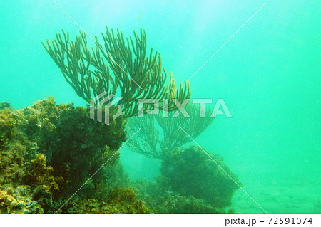 Close up of big green coral under water 72591074