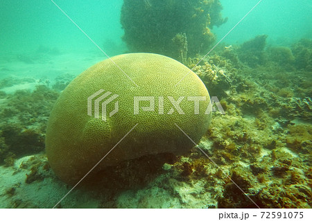 Close up of big green coral under water 72591075