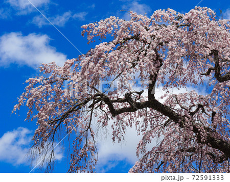 福田寺の糸桜 72591333