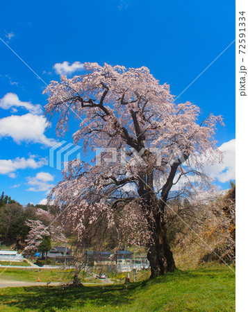 福田寺の糸桜 福田寺の糸桜 72591334