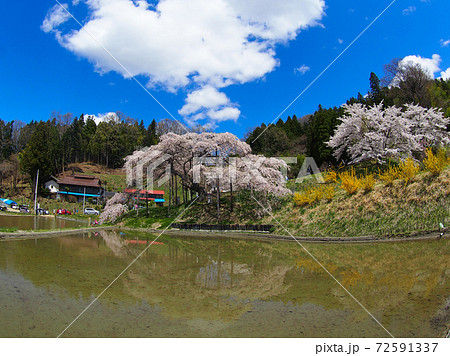 中島の地蔵桜 中島の地蔵桜 72591337