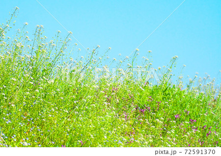 ぺんぺん草の野原 ぺんぺん草の野原 72591370